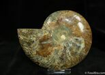 Natures Art Inch Ammonite (Half) #1287-1